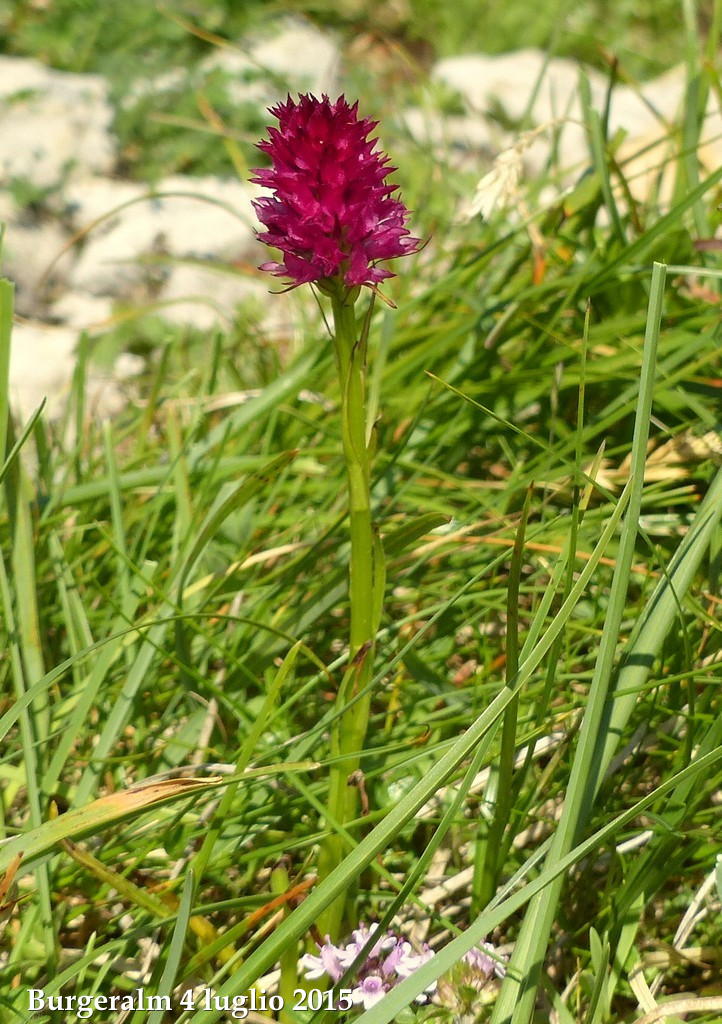 Orchidee alpine austriache ( M.Traweng, Burgeralm, Petzen, M.Dobratsch)